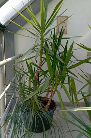 Kolekcja palm Yucca elephantipes - dwadzieścia roślin wys, 60  - 200 cm-2