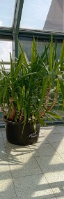 Kolekcja palm Yucca elephantipes - dwadzieścia roślin wys, 60  - 200 cm-3