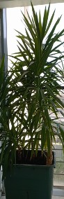 Kolekcja palm Yucca elephantipes - dwadzieścia roślin wys, 60  - 200 cm-4