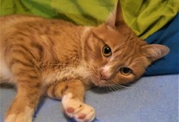 RUDZIK grzeczny rudy kotek poleca się do adopcji