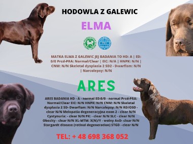 Labrador Retriever szczenie z rodowodem ZKwP, FCI Badania Genetyczne (suczka) -1