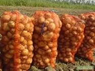 Ukraina. Warzywa, ziemniaki 0,25 zl/kg. Grunty rolne 150 zl/ha.Tanio