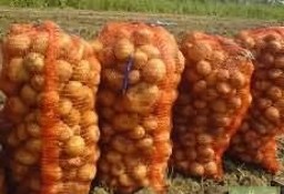 Ukraina. Warzywa, ziemniaki 0,25 zl/kg. Grunty rolne 150 zl/ha.Tanio