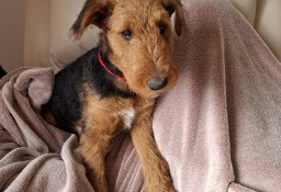 Airedale Terrier suczka ZKwP FCI