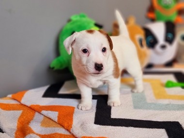 Szczenięta Jack Russell Terrier ZKwP (FCI)-1