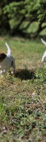 Szczenięta Jack Russell Terrier ZKwP (FCI)-4