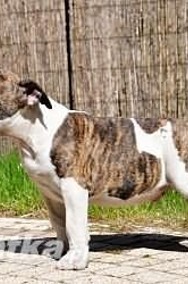 American Staffordshire Terrier, Amstaff, po Championach, ZKWP-2
