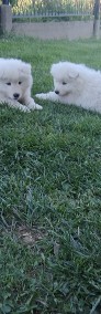 Szczeniak Samoyed pies i suczka-4