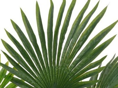 vidaXL Sztuczna palma z doniczką, zielony, 70 cm-2