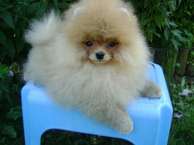 Pomeranian Szpic Miniaturowy Piesek-1