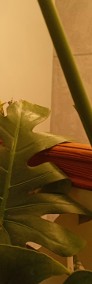 Konura Słoneczna (Aratinga Solstitialis) 2.0 ręcznie karmione-4