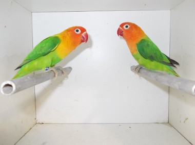 Papugi     nierozłączki  4 gatunki-1