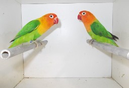 Papugi     nierozłączki  4 gatunki
