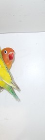 Papugi     nierozłączki  4 gatunki-3