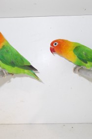 Papugi     nierozłączki  4 gatunki-2