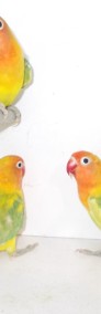 Papugi     nierozłączki  4 gatunki-4