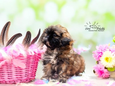 Shih tzu  suczka ostatnia-1