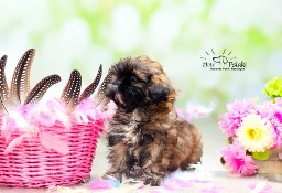 Shih tzu gotowe do zmianu domu