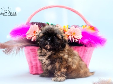 Shih tzu  suczka ostatnia-2