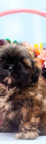 Shih tzu gotowe do zmianu domu-4