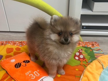 Śliczny Malutki Szpic miniaturowy Pomeranian -1