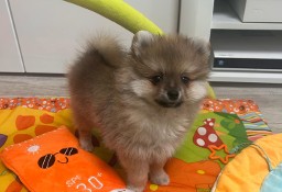 Śliczny Malutki Szpic miniaturowy Pomeranian 