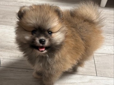 Śliczne Szpiceminiaturowy Pomeranian -1