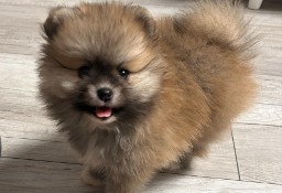 Śliczne Szpiceminiaturowy Pomeranian 