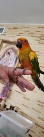 Papugi ręcznie karmione Barwinki, rudosterki, konury słoneczne -3