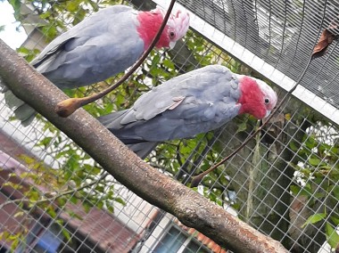 Amazonki żółtolice, kakadu różowe -1