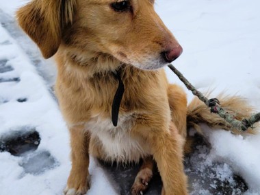 RUDZIA - cudna sunia w typie retrivera szuka domu-1