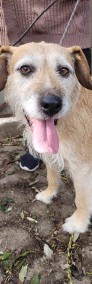 Bella do adopcji -3