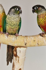 Rudosterka zielonolica łatwo się oswajaja rudosterki zielonolice papuga papugi -2