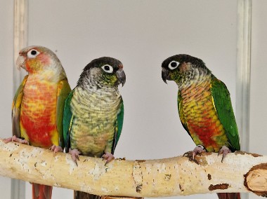 Rudosterka zielonolica łatwo się oswajaja rudosterki zielonolice papuga papugi -1