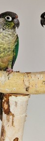 Rudosterka zielonolica łatwo się oswajaja rudosterki zielonolice papuga papugi -4