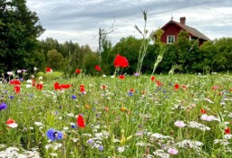 Kwiaty Polne Jednoroczne |Mata biodegradowalna |Łąki kwietne