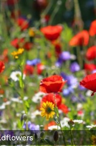 Kwiaty Polne Jednoroczne |Mata biodegradowalna |Łąki kwietne-2