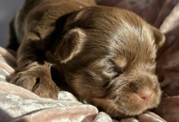 Czekoladowy Yorkshire Terrier chłopiec