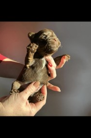 Czekoladowy Yorkshire Terrier chłopiec-2