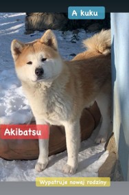 Akita , akita japońska -psy młodzież    czerwone i biały -2