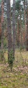 Urokliwa działka leśna + domek 2700m2, MPZP, Różan Chełsty-4