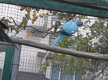 Aleksandretty obrożne różne mutacje, rozelle kaledońskie (tasmańskie)-1