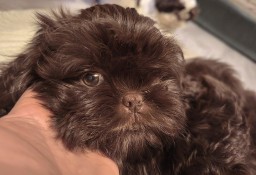 Piesek i Sunia  Shih tzu 