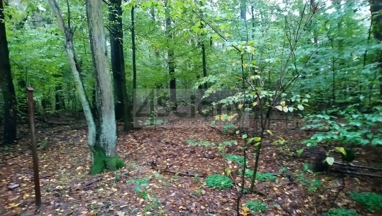 Rezydencjonalna, leśna działka - Więcej
