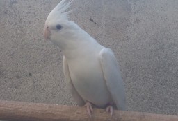 Papuga nimfa biała samiec ALBINOS 