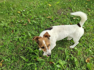 Jack Russell Terrier-1