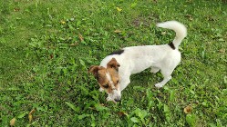 Jack Russell Terrier