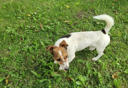 Jack Russell Terrier