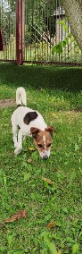 Jack Russell Terrier-3