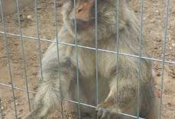 Makak Magota rodzice i młoda samiczka zmienią dom